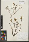 Foto von Salix repens subsp. repens L.
